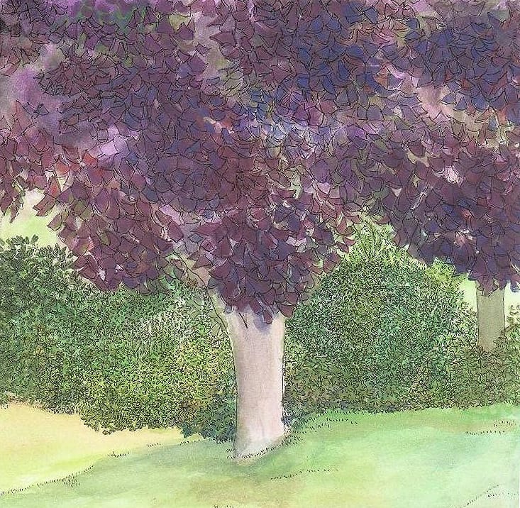 watercolor drawing of a dark purple leaf tree with lush green vegetation around it